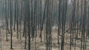 burnt forest after wildlfire. forest after fire, restoration and regrowth. huge wildfires 2021. Global warming, climate change, ecology. Forest problems