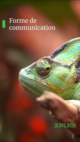 Pourquoi les caméléons changent-ils de couleur?