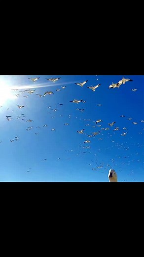 27 reactions | We love it when they love it @fowlhabitsllc @fowlhabitshunting | David Fox | Facebook