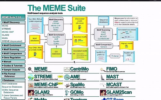 启动子元件富集工具——STREME的使用