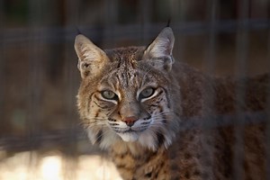 Bobcat Fever Cases On The Rise In Middle Tennessee