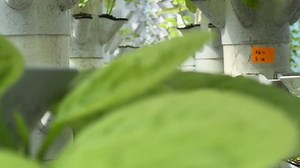 Sustainable Agriculture. Aquaponics based production method farm. Wellness, healthy and sustainable food sourcing concept. Vertical Farming.