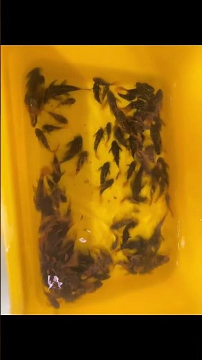 異形魚 Alien Fish