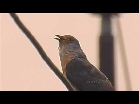 Common hawk Cuckoo call