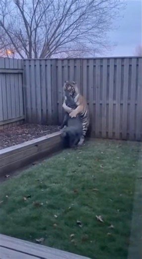 Escaped Tiger Jumps Into Yard — Pit Bull Defends Home! #dog #pitbull #tiger #wildanimals #animals