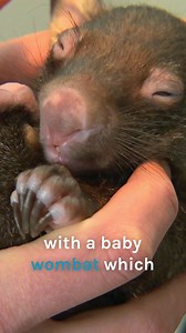 1.7M views · 43K reactions | Vet falls in love with baby Wombat  #wombat #cute | Bondi Vet | Facebook