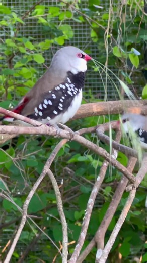 Diamond firetail finch and pekin robin | aviary birds #birds #bird #aviary #softbills #finch #finches #pet #pets #birdsounds #animals