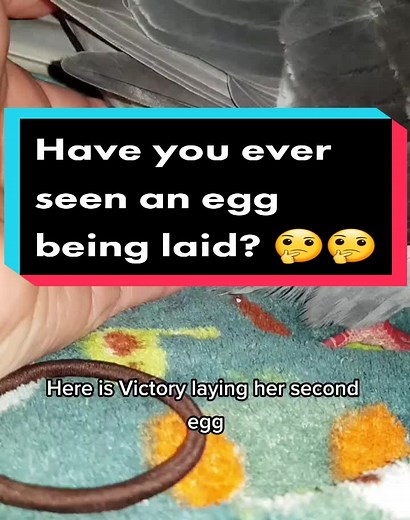 Victory the Pigeon Laying Her Second Egg