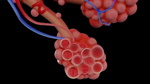 How the new coronavirus damages lungs