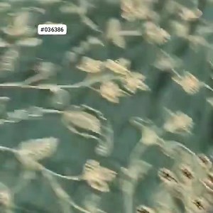 Order here:https://wa.me/919247884006 Fabric : Pure Soft silk saree...