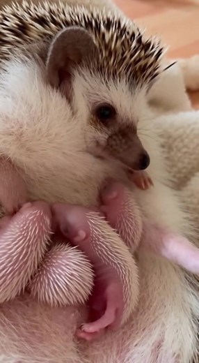 A mother’s cuddle is the same in every species — soft, warm & full of love 💕 Rate 1–10 and share this magic with your friends! #hedgehog #momlove | The Daily Hedgehog Show