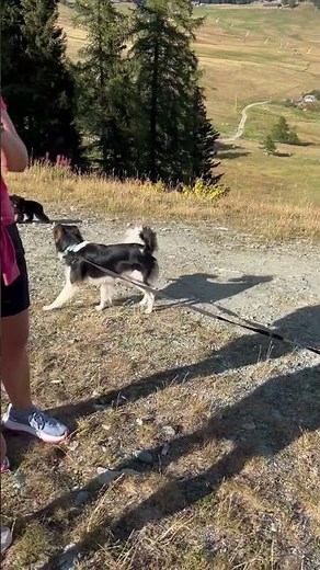 Passeggiata in montagna con cani ecco come fare