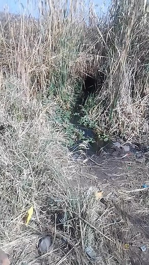 Exploring the Two Entrances in the Reeds Used by Monga Bodiba of Morula Sun