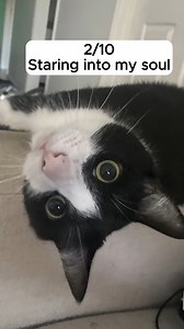 Rating my cat's staredowns 😈 | Vet Products Direct