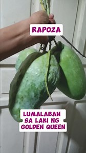 Rapoza nga ba o rapoza. Okay lang yan, ang importante ay karapat dapat sa collection. #mango #fruit #harvest | Elvie Cabansag