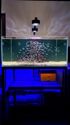 Fancy Fish and Glass Aquarium Designs Explained