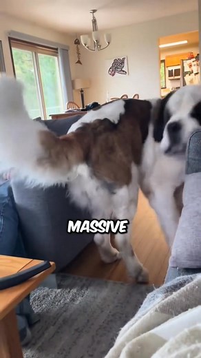 4.5K views · 94 reactions | 3 LAZIEST Dog Breeds   #cats #catsof #animals #dogs #dogsoftiktok #animalsoftiktok #fyp #animals #cat #dog #pet #petlovers #FurryFriends #cuteanimals #catlover #doglover #PetAdventures #animalrescue #petcare #pawprint #adoptdontshop #petphotography #AnimalFriendship #petlife #kittylover #puppylove #space #animallover #deals #mobilepayment | Animal's Story | Facebook