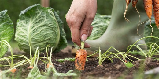 10 Fall Vegetables You Can Plant Now—But Do It ASAP