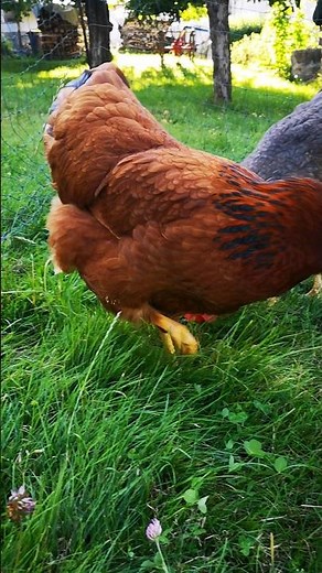 #hühnerhaltung #huhn #hahn #chicken #hüherstall #hennen #diy #hühnerimgarten #hühnerhalten