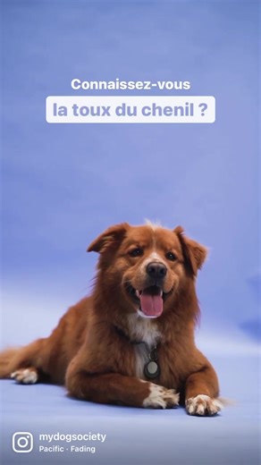 🦠 Tout ce qu’il faut savoir sur la toux du chenil dans le dernier article publié sur le site et l’application MyDogSociety 🐶 #santechien #maladiechien #touxduchenil #mydogsociety #chien #chiens #chiensurtiktok