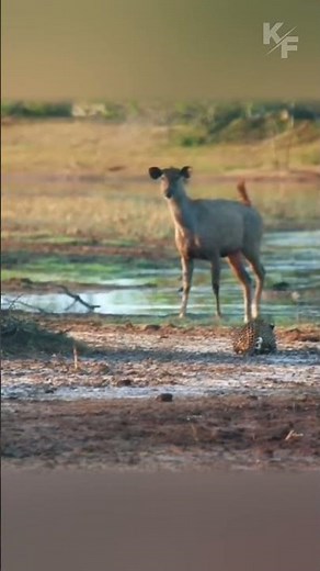 Close Call: Leopard Nearly Attacks Buck
