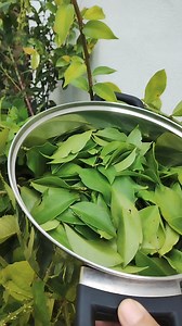 98K views · 1.8K reactions | Guiso de uña de gato Pereskia aculeata la carne de los pobres #recetas #gastronomia #plantas #comida #recetasfaciles | Frutas y Plantas Exóticas | Facebook