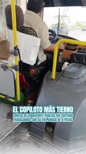 SU COPILOTO MÁS FIEL 🐶 El copiloto más tierno de la ruta Un conductor de transporte público ha llamado la atención de pasajeros y usuarios en redes al realizar su jornada laboral acompañado de su inseparable perrito. El pequeño animalito viaja a su lado durante el recorrido e incluso tiene su propio espacio y su platito de comida dentro del vehículo. Una escena que para muchos demuestra que la lealtad y el cariño entre humanos y mascotas no conocen de horarios ni de trabajo. 🐶❤️ Para los pasaj
