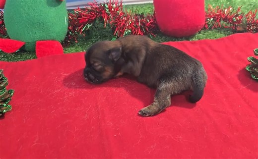 Shorkie puppy for sale