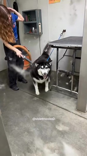 It may have a lot to say 🤣🤣🤣😂 . . . . . #reels #viral #trending #trendingreels #reelsfypシ #trend #dog #reelschallenge #viralshorts #repost | Dogs love