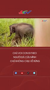 107K views · 2.7K reactions | Sau khi được giải cứu khỏi giếng sâu, voi con hoang dã không chịu quay về với đàn trong rừng mà quấn quýt bên những ân nhân đã cứu sống mình... Đến giờ gần chục năm, chú voi ấy vẫn được yêu thương, chăm sóc đặc biệt như một đứa trẻ. #voicon #giảicứu | Miền gạo trắng nước trong | Facebook