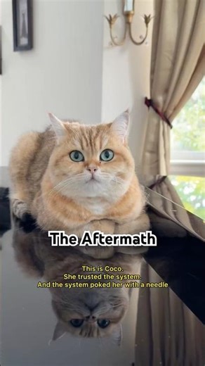 The Aftermath: When the Vet Becomes the Villain #cat #satire