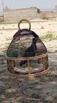 titer ki awaz | kala titer | black partridge calling