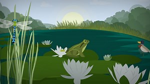What is a pond habitat? - BBC Bitesize