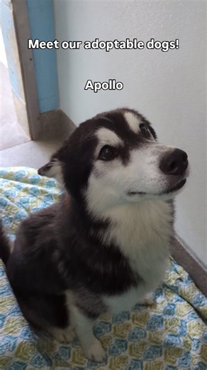🐶 Meet our adoptable dogs! 🐶 These sweet pups are all available for adoption this week! Stop by and say hi! 🧡🐾 #spcatampabay #animalshelter #adopt #dogs #loveamimals #tampabay #largo | SPCA Tampa Bay