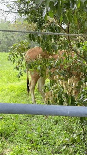 clip-4144581539-scene-cows-playing
