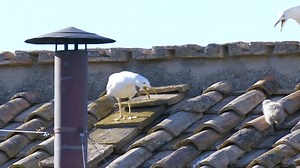 Seagull chick heralds in new pope minutes before smoke appears