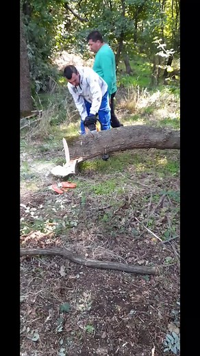 Cutting Down a Tree: Chainsaw Techniques Explained