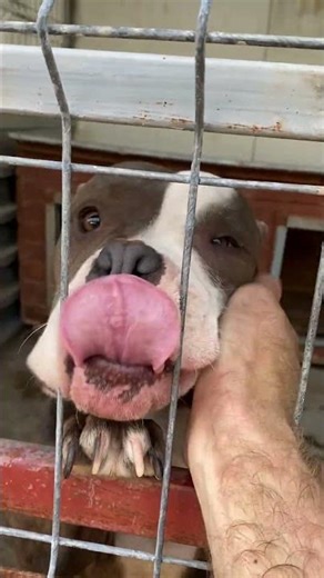 Meet Cip & Dale at #DogRescueRomania! Looking for a loving home. #spcai #adoptdontshop #dogshorts