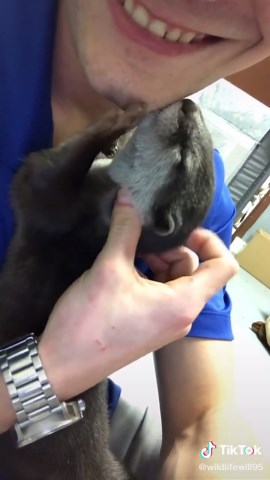 Adorable Otter Noises: Squeaks and Sounds of Baby Otters