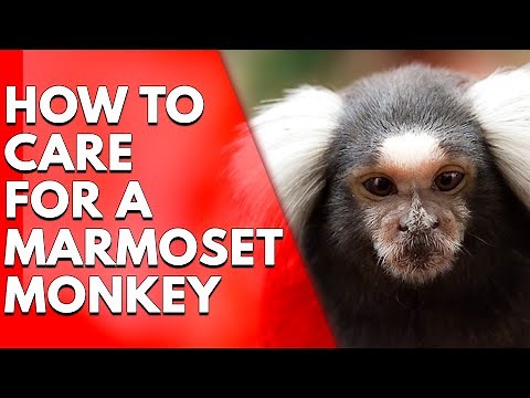 How to Care for a Marmoset Monkey: Essential Tips for Exotic Pet Owners