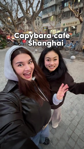 #capybara #capybaracafe #shanghai #china | Capybara