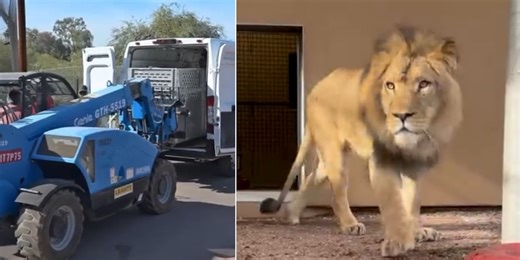 Phoenix Zoo welcomes new lion from Chicago