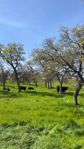 🐄 We practice multi-species rotational grazing (try to say that five times fast).​ ​ So, in addition to turkeys, you can roll up on a Diestel pasture and find happy California cows. 🐄​ ​ This technique:​ ✅ Promotes soil health​ ✅ Reduces the risk of overgrazing​ ✅ Helps improve the biodiversity of the soil | Diestel Family Turkey Ranch