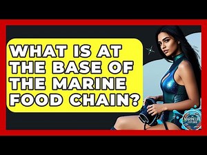 What Is At The Base Of The Marine Food Chain? - The Marine Life Explorer