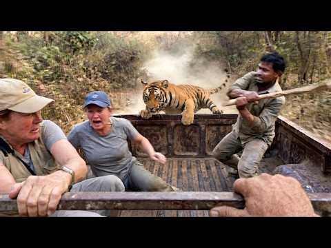 Wild Animals Confront Humans in Real Life — The Most Unbelievable Footage Ever Captured