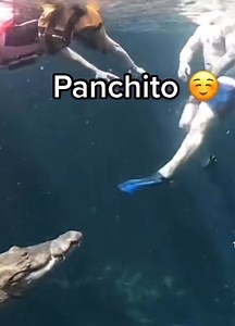 ¿Snorkel en arrecifes o nadar con tortugas ó cocodrilos 🐊 ? | Cancún