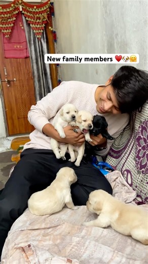 Cute cute Labrador puppies are available for adoption || cute Labrador golden retriever puppies 🐶