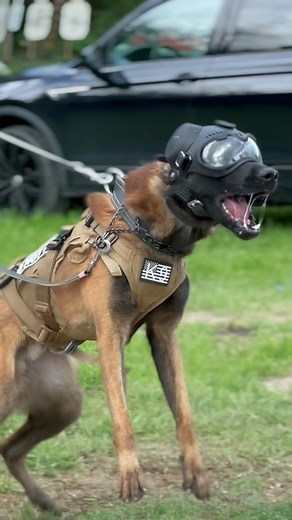 10K views · 156 reactions | Functional dogs. Functional protection ✔️ #protectiondog #k9 #cpi | Canine Protection International | Facebook