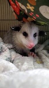Our younger opossums are absolutely enjoying being spoiled inside during the colder months! This nearly 1/2 lb opossum picked out a few grapes from his diet and enjoyed munching them. Check out his ear movements throughout the video and see if you can notice the moment he hears someone walk past the nursery room! | Humane Indiana Wildlife