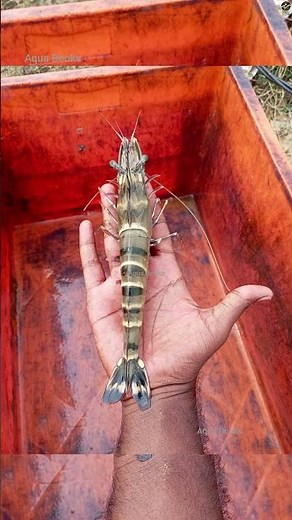 Penaeus monodon,giant tiger prawn, Asian tiger shrimp, black tiger shrimp, AquaBooks.